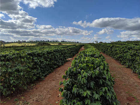 
                  
                    Clay Coffee Co. Chocolate BRAZIL
                  
                