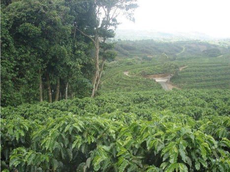 
                  
                    Clay Coffee Co. Fruity COSTA RICA
                  
                