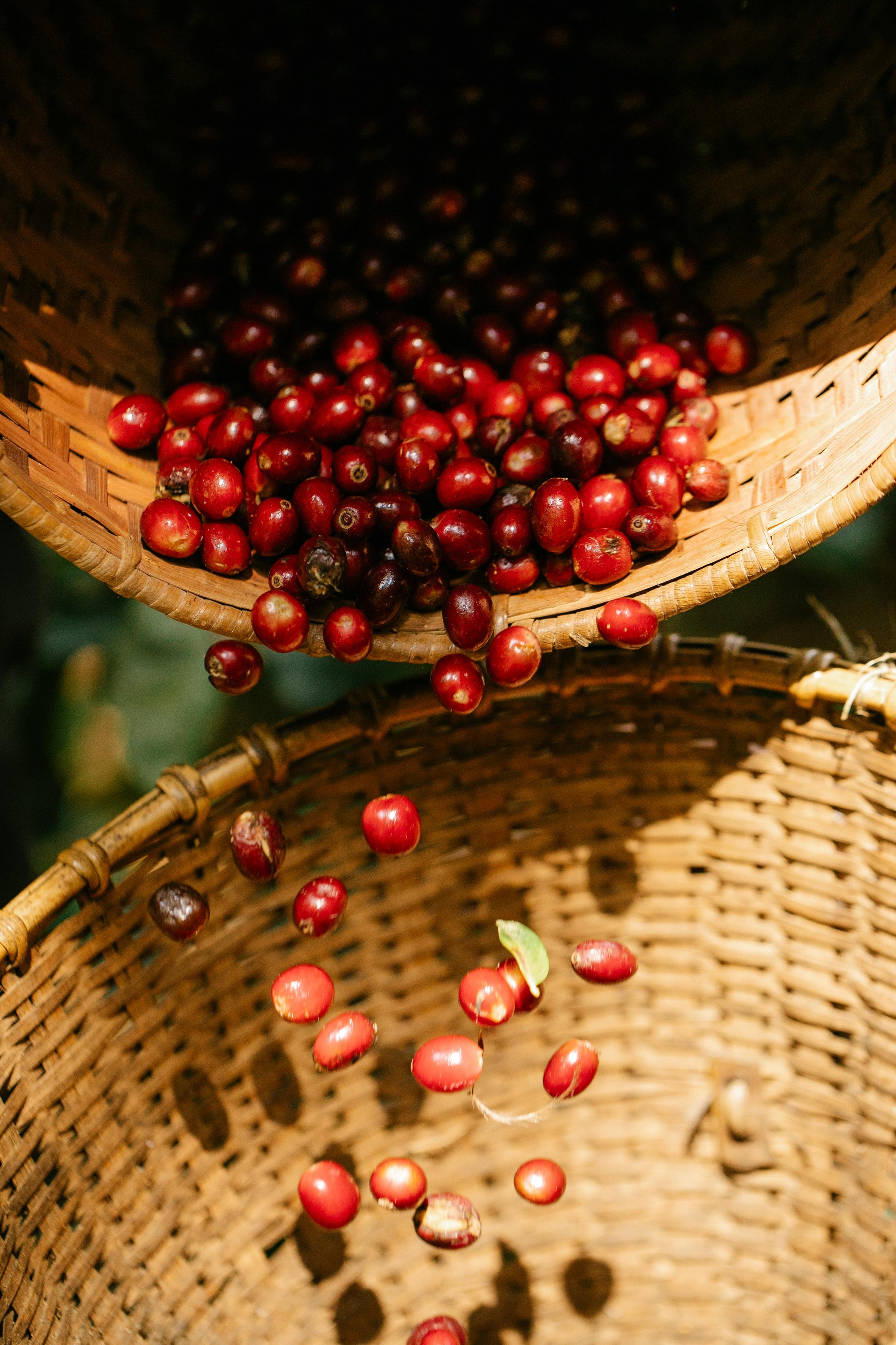 Ripe red coffee cherries in a woven harvest basket